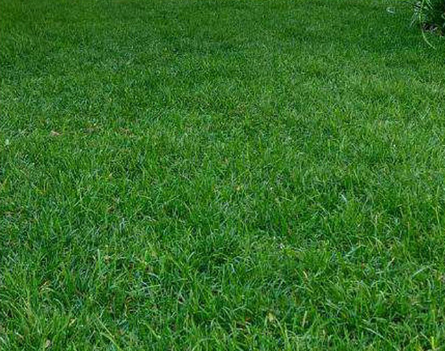 after: beautiful green lawn